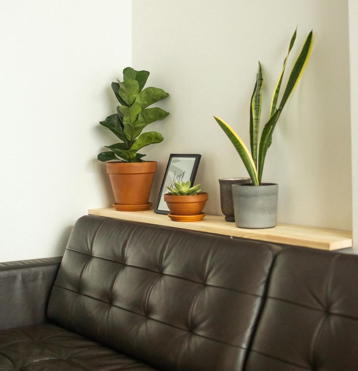 Live Snake Plant – Sansevieria Superba Trifasciata – ragnaroc Tropical Plant in 4” Pot +6” Plant Height - 2ct - Indoor House Plant in Pot, Potted Succulent Plant