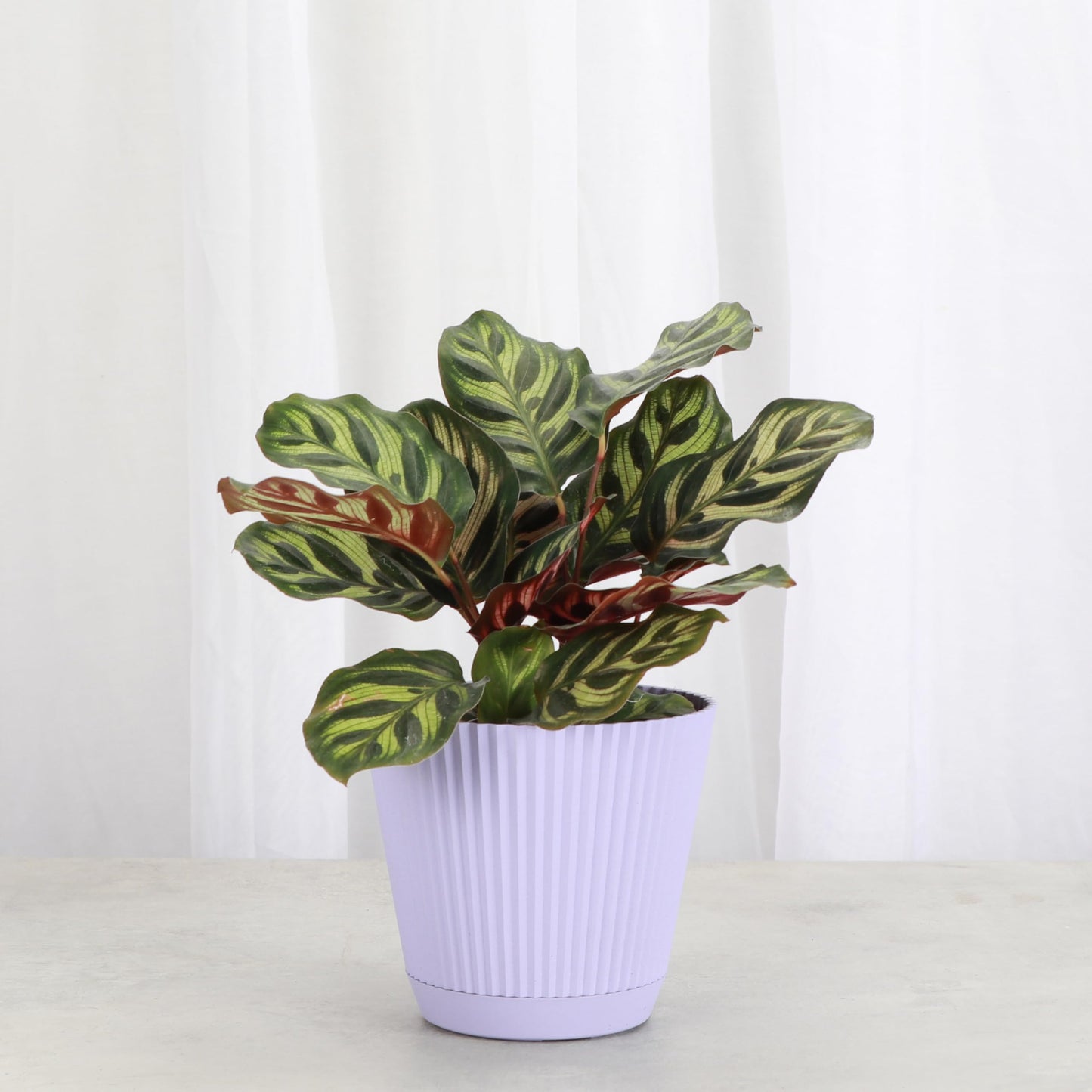 Thorsen's Greenhouse Peacock Calathea, Live Indoor Plant, Safe for Pets, Colorful Foliage, Rare Variety, Peacock Plant, 4" Diameter (Lavender)