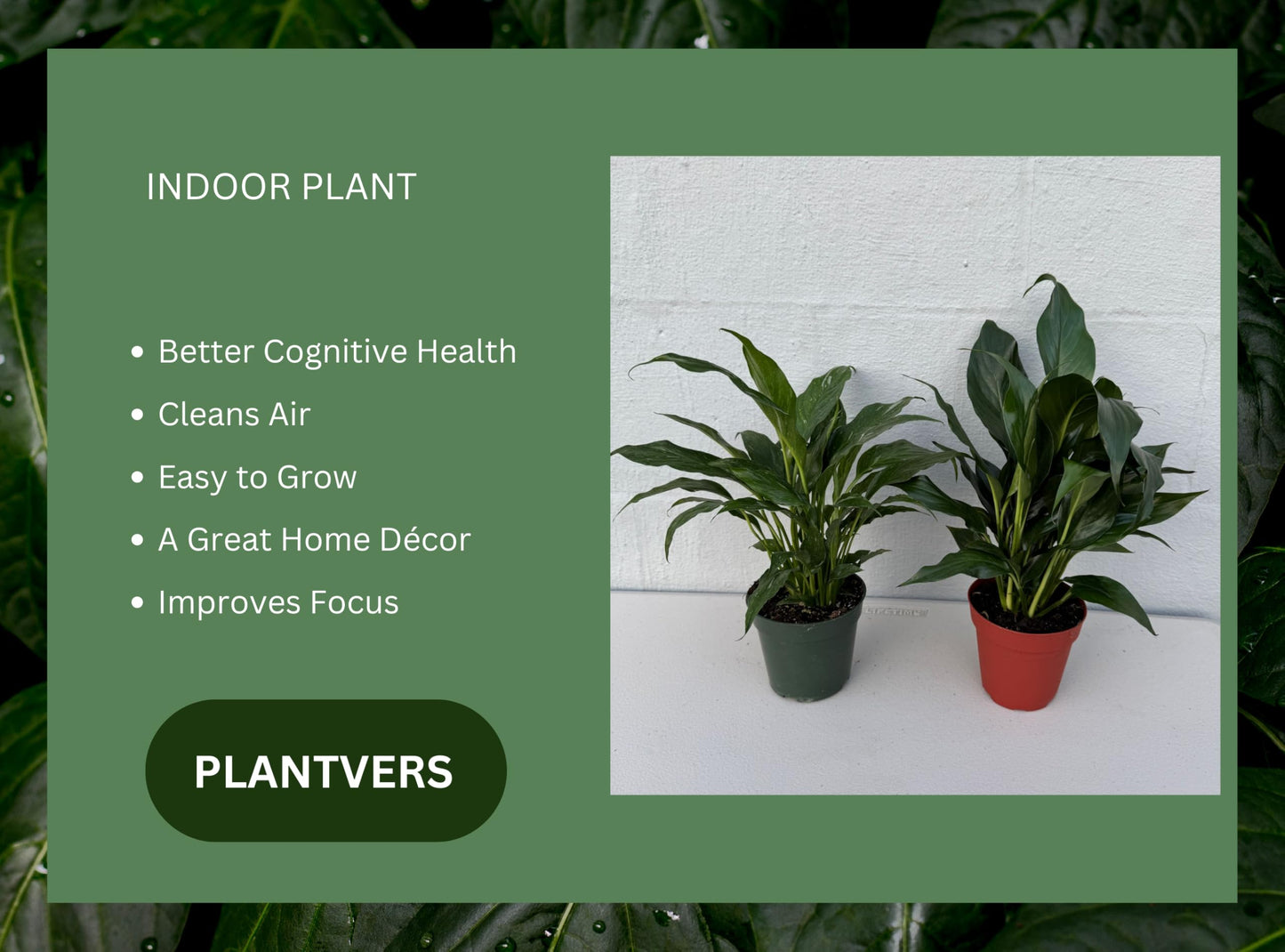 PLANTVERS Peace Lily in a 4” Grow Pot – Live Spathiphyllum – Flowering Air Purifying Plant – Easy Care & Low Maintenance Houseplant – Blooming Gift Plant (Set of 2 Pots Assorted)