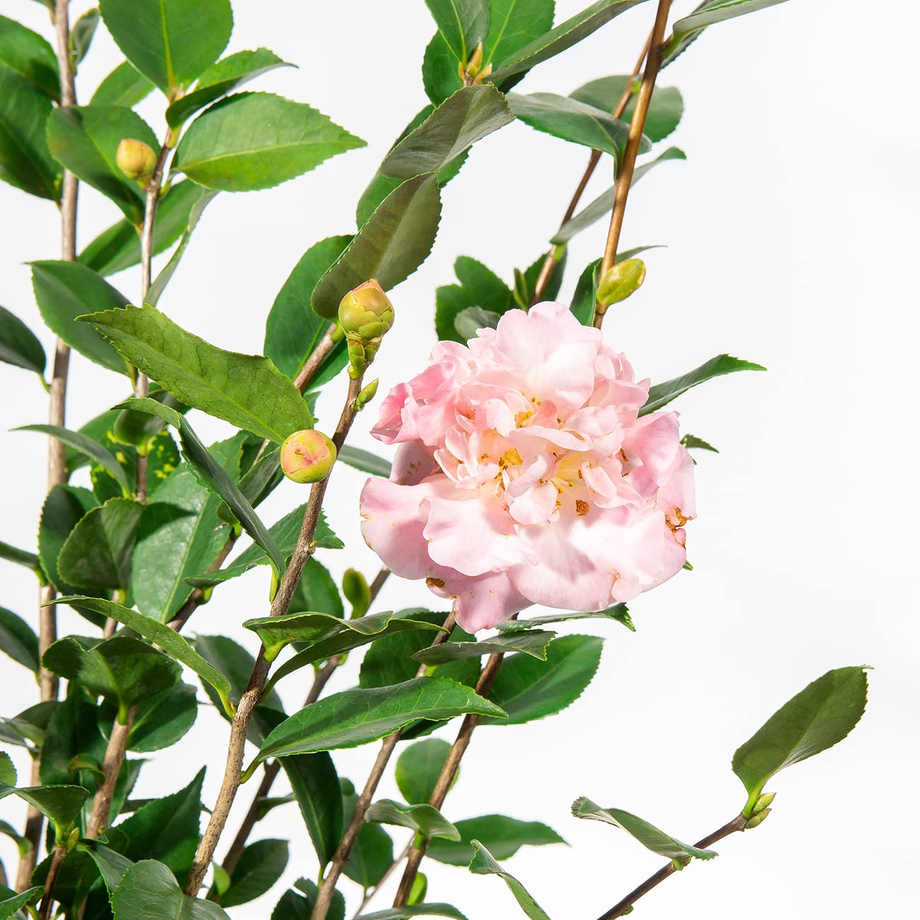 Perfect Plants Live High Fragrance Camellia in 3 Gallon Grower's Pot | Evergreen Perennial That Loves Shade | Air Purifier with Beautiful Flowers and Sweet Blossom Scent