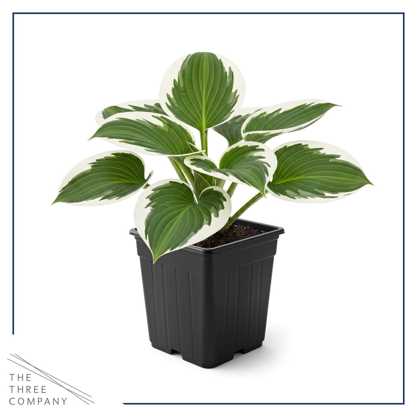 Live Perennial Hosta - Patriot (3 Plants Per Pack) Beautiful Accent Plant, 10" Tall by 4" Wide in 1 Qt Pot