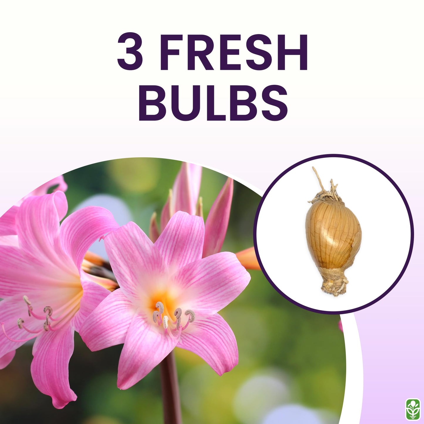 Naked Ladies Amaryllis Belladonna Bulbs – 3 Bulbs for Planting, 16–24" Tall – Elegant Indoor & Outdoor Plant – Ideal for Seasonal Decor – Low-Maintenance Amaryllis Bulbs (Not in Wax)