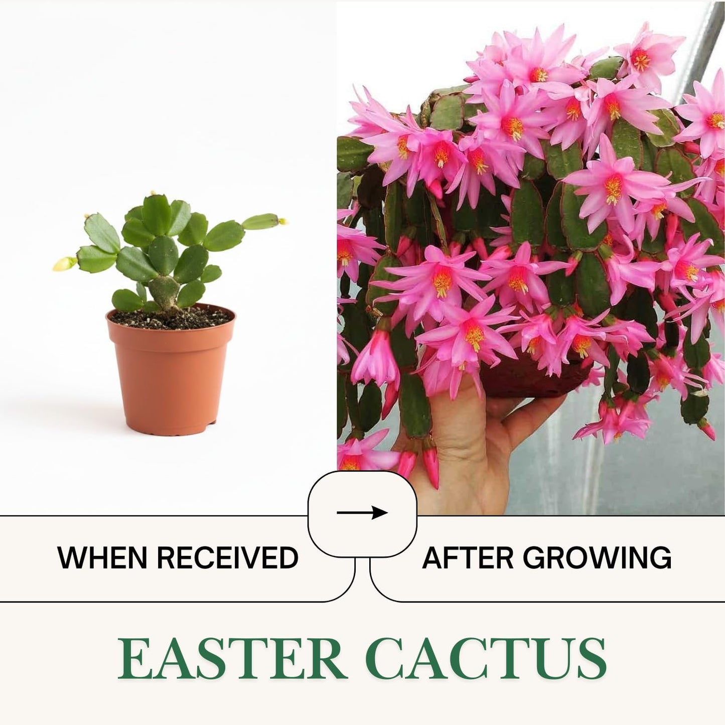 Pink Easter Cactus Plant Live, Spring Flowering Cactus in 2'' Pot, Low-Maintenance Indoor Plant