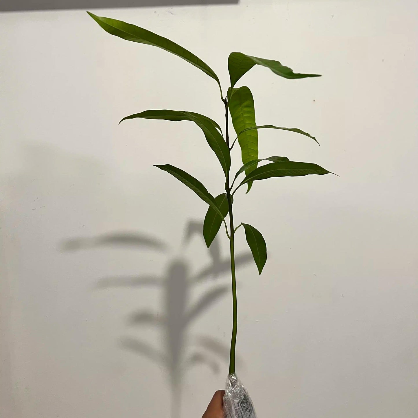 Live Plant - Mango Palmer (manglifera) Tropical Live Fruit Tree 1′- 2′ feet
