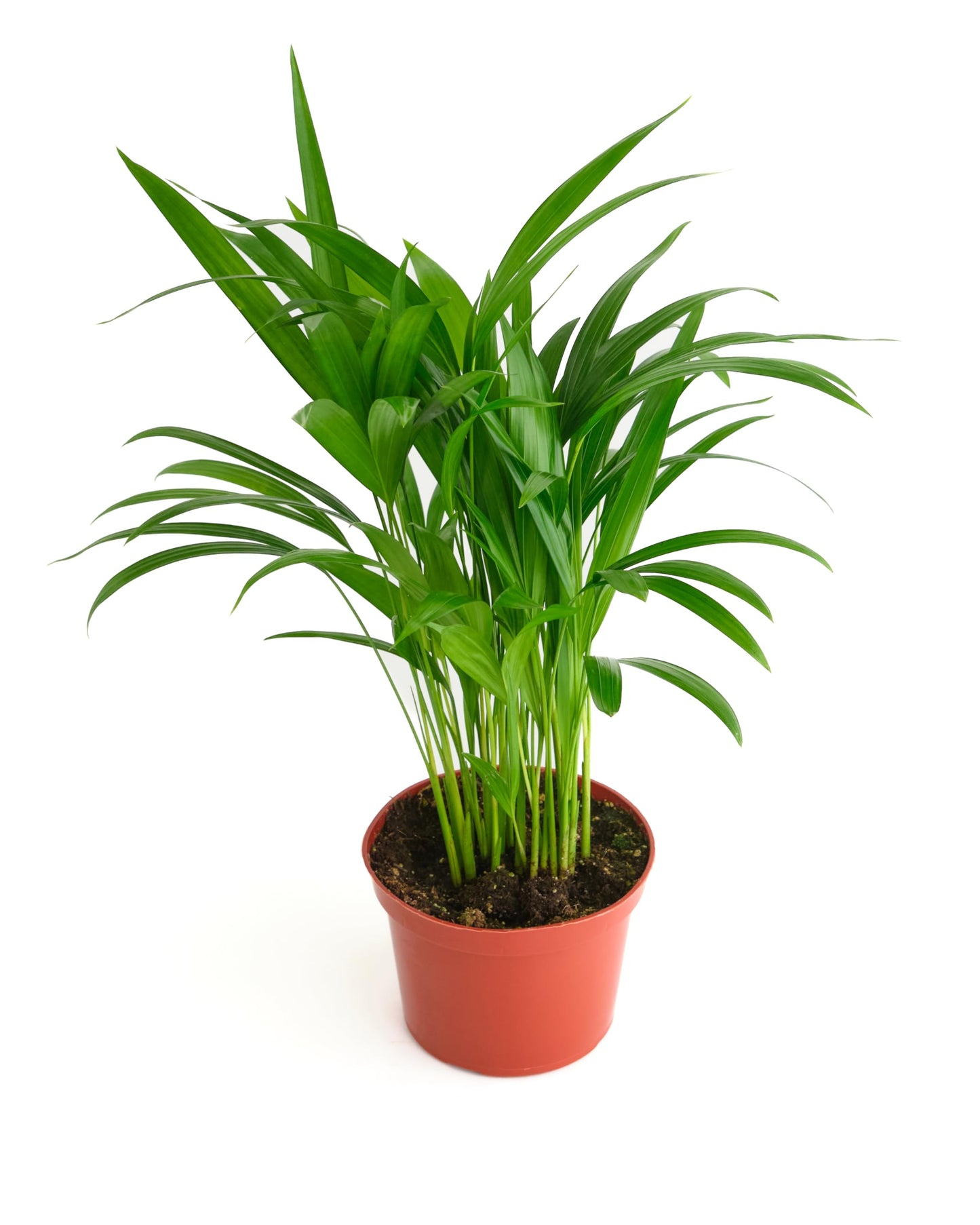Shop Succulents Areca Palm, Live Indoor Plant, Low Maintenance Tropical Palm, Ideal for Home Decor, Office, and Room Enhancement, 6 Inch Nursery Pot