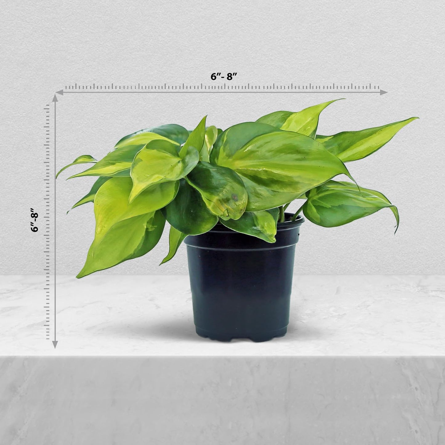 Live Brazilian Philodendron, Variegated Philodendron, Trailing Indoor Potted Plant, Fully Rooted Air Purifier, Couples Gift, Plant Mom Dad Gift, Easy to Grow Houseplant in 4" Pot