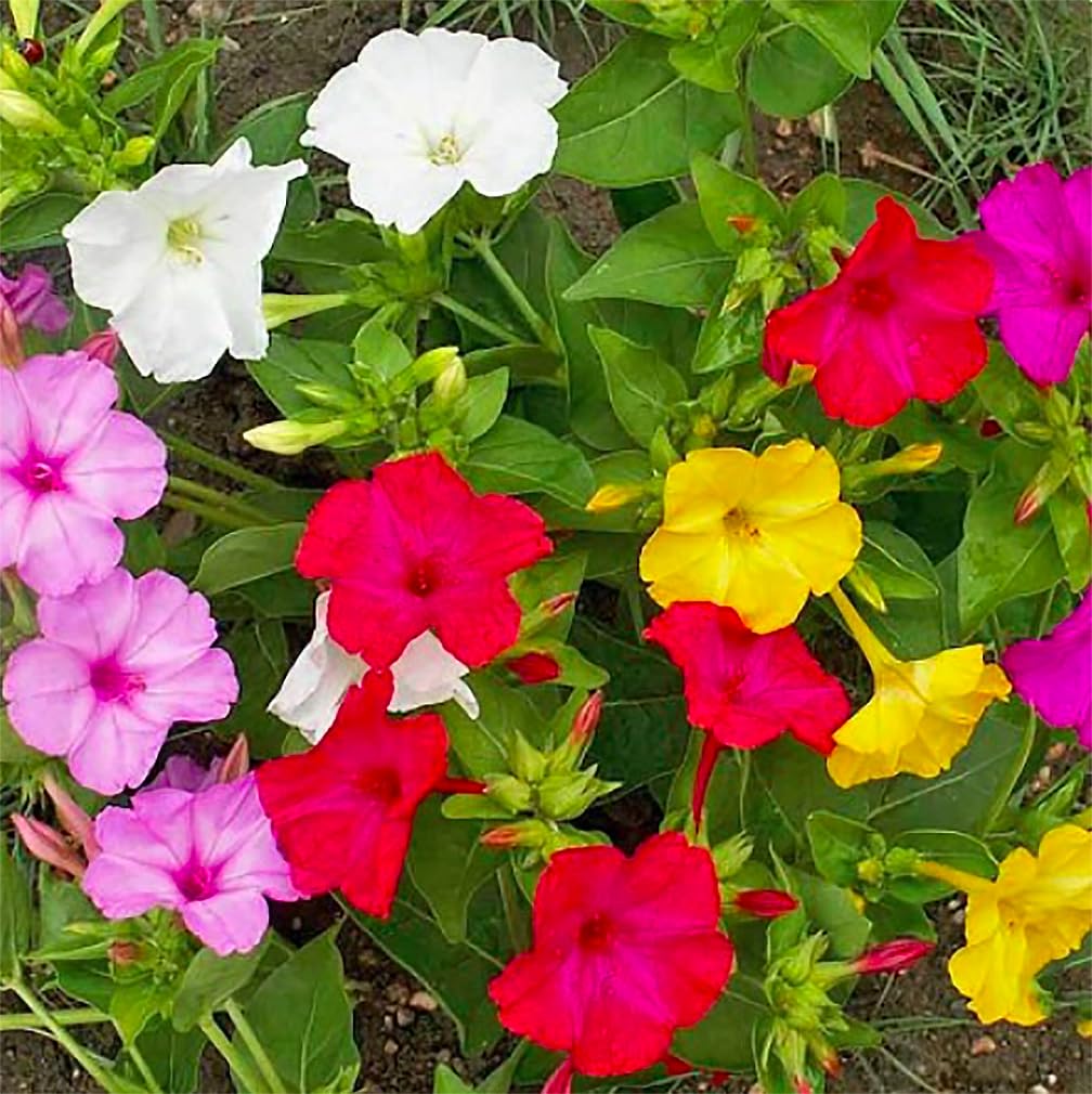 80 Mixed Four O'Clock Seeds - Tender Perennial that Reseeds Easily