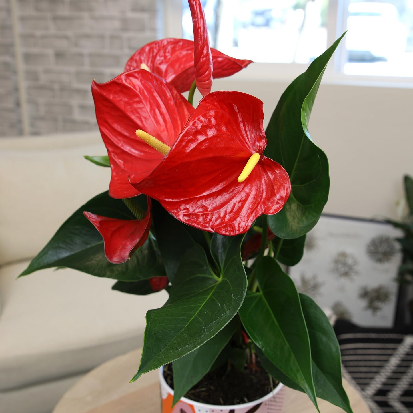 Red Anthurium Live Plant Decor 10-12" in Modern Planter, Plant Lover Gifts for Plant Lovers, Live Plants Indoor Plants Live Houseplants, Real Plants Indoor House Plants Easy Plants by Plants for Pets