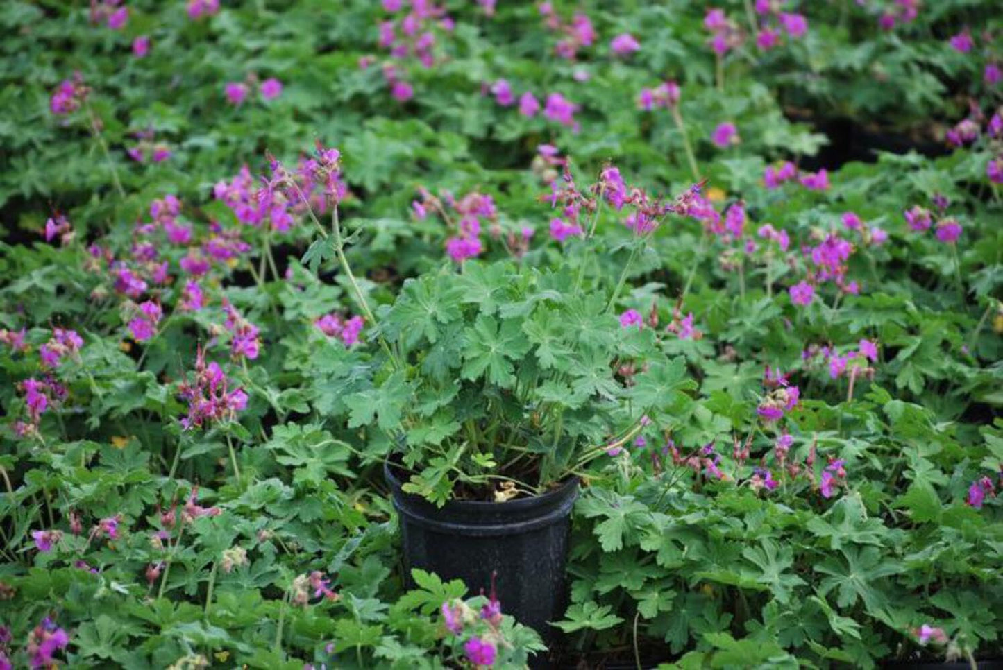 Perennial Farm Marketplace Geranium macrorrhizum 'Bevan's Variety' (Bigroot Geranium) Live Perennial, Size-Quart, Ground Cover, Spring Blooming Magenta Flowers, Zones 4-8