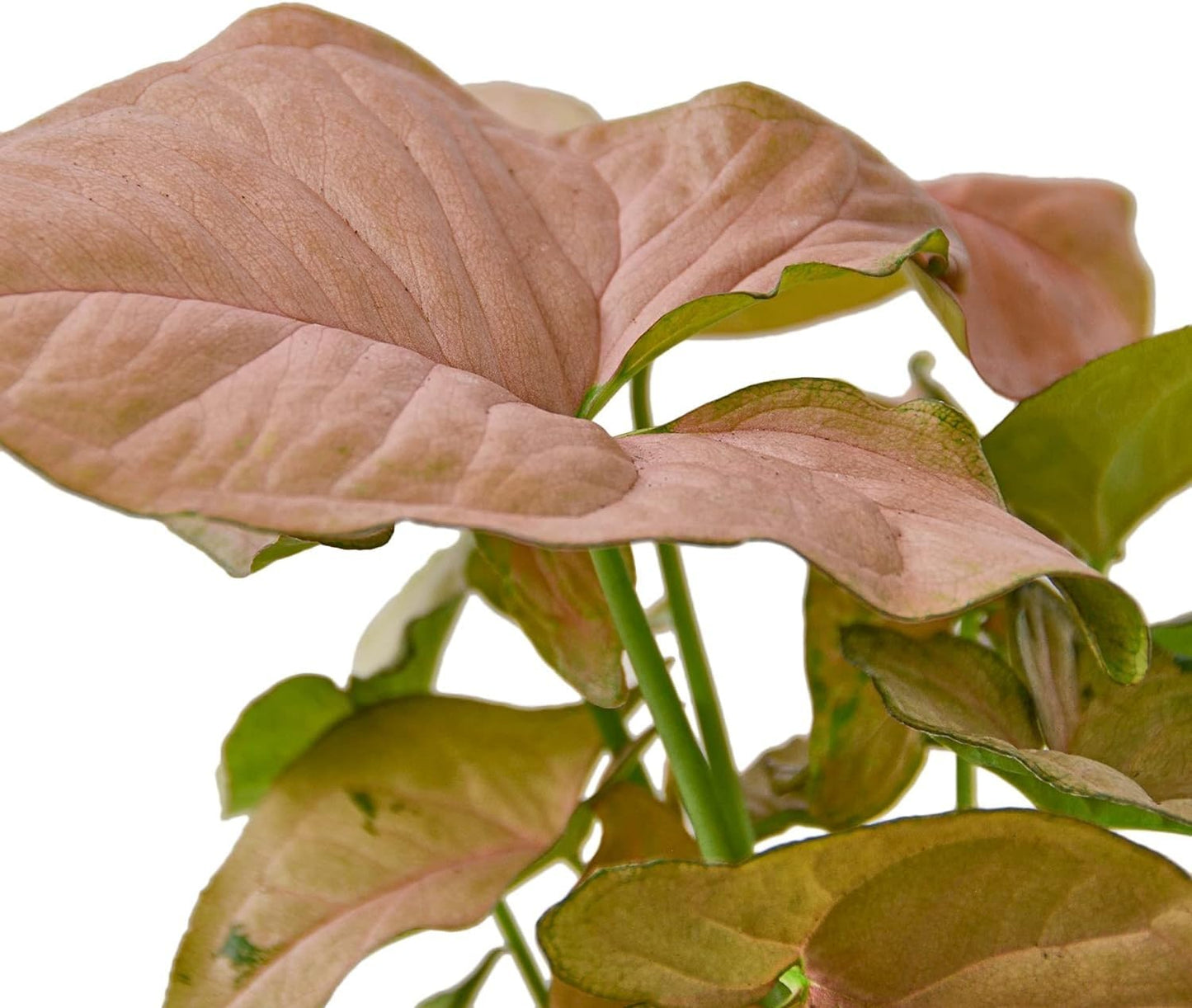 Syngonium 'Strawberry' | Live Plant for Indoor & Outdoor | for Living Room, Office, Bathroom | (6" Pot)