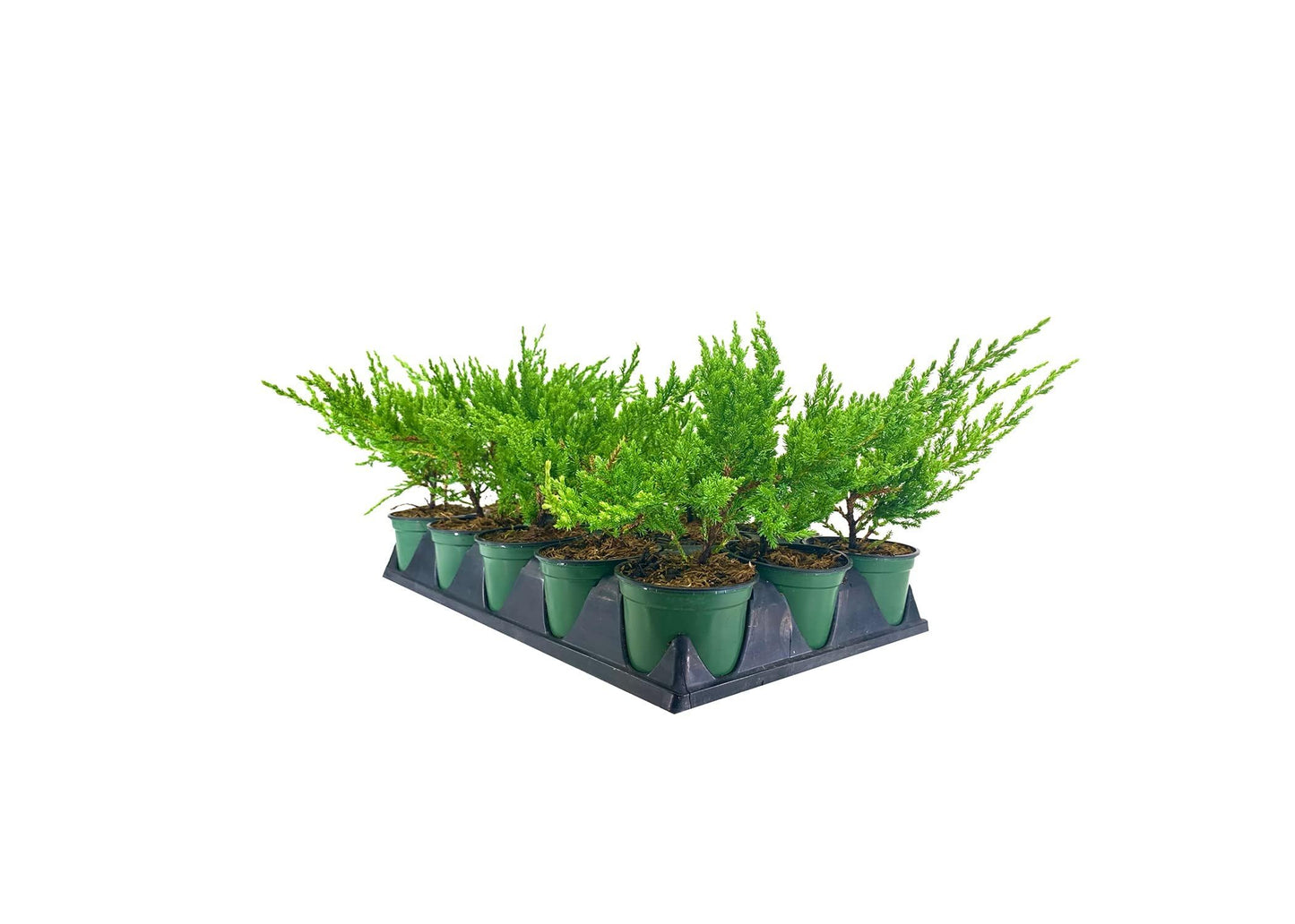 Green Sargent Juniper | 3 Live 4 Inch Pots | Juniperus Chinensis | Drought Tolerant Cold Hardy Evergreen Groundcover Plants