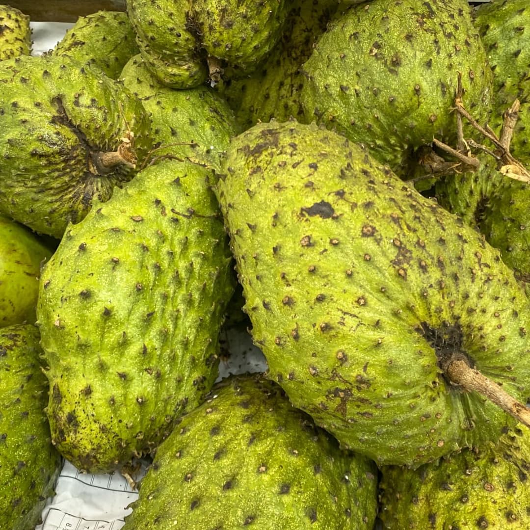 Soursop Tree Live Plant in 3 Gallon Pot, 3 Feet Guanabana Sweet Giant Soursop Fruit Tree 3 Years Old for Planting Outdoor