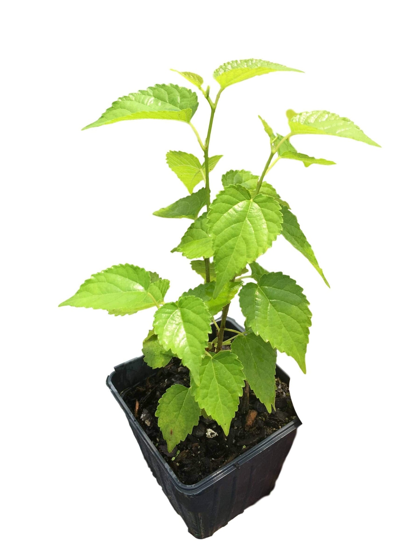Dwarf Everbearing Mulberry: Morus - Two 4 Inch Pots Tennessee Grown