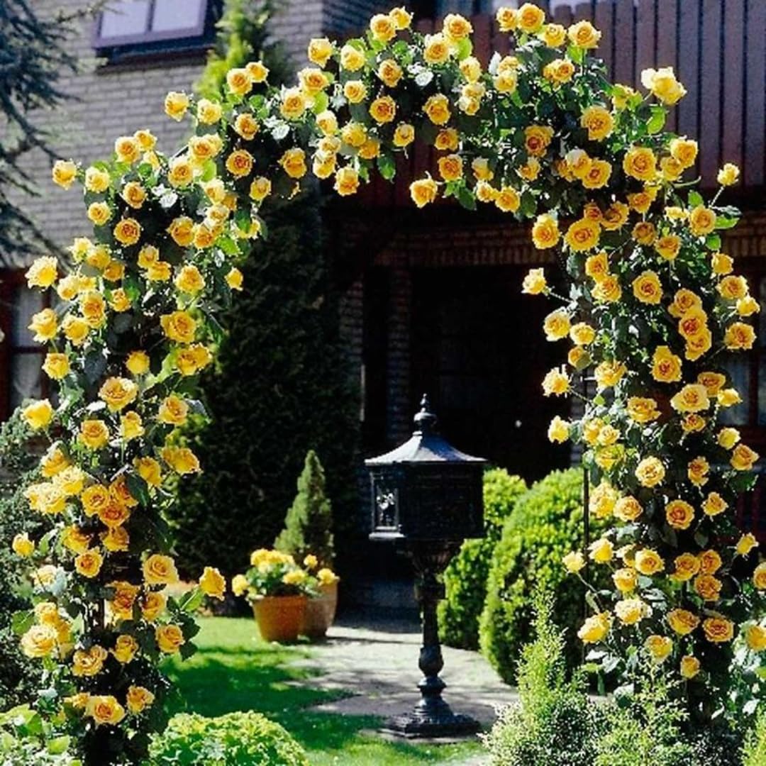 Fragrant Climbing Rose Live Plant, Well Rooted 5-9" Tall, No Leaf, Indoor Outdoor Climber, Rose Bush, Hybrid Tea Rose Like (Yellow)