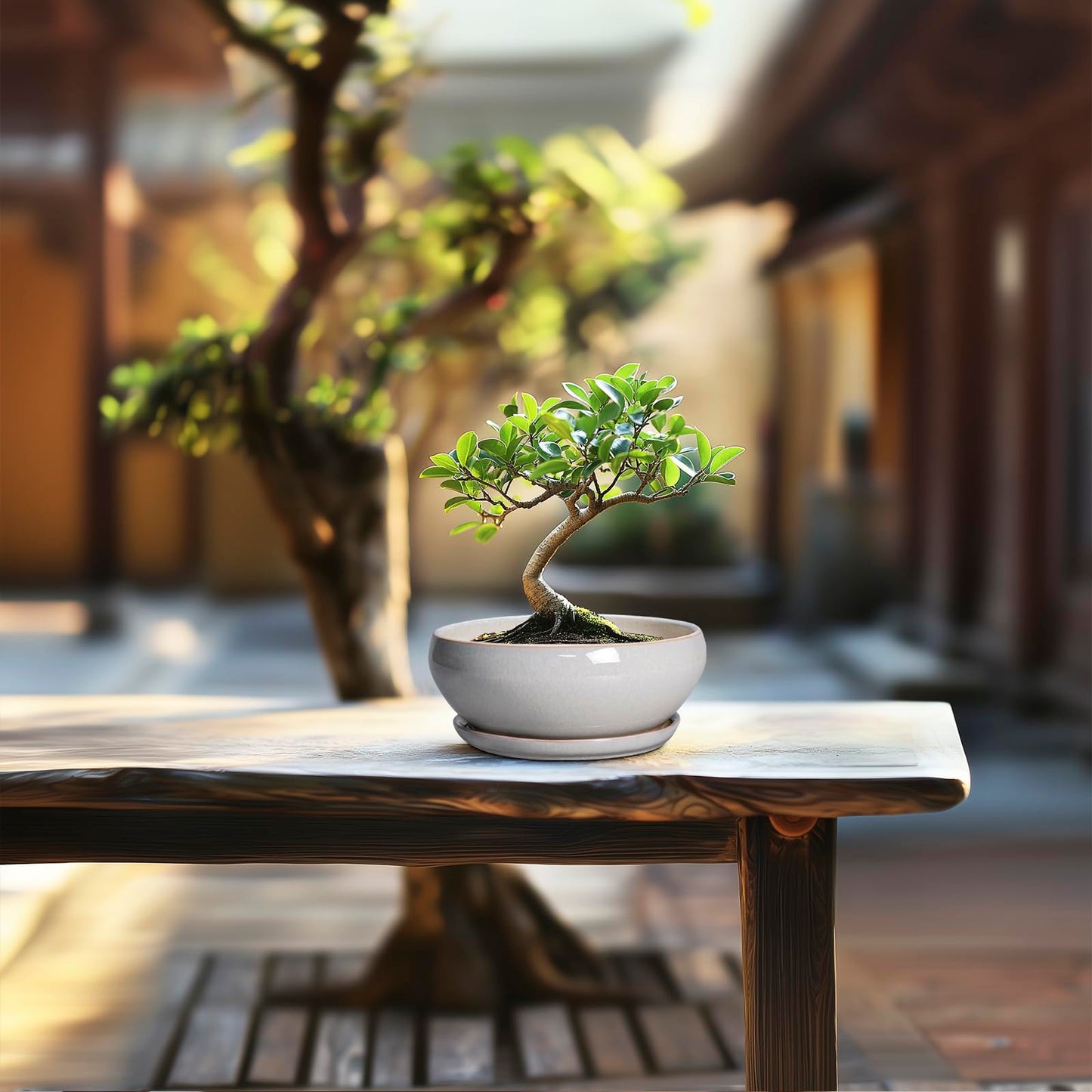 SQOWL Succulent Planters 6 Inch - Ceramic Bonsai Pots with Drainage Hole and Saucer, Shallow Planter for Indoor Plants Outdoor, Round Ceramic Pots for Plants Cactus, Room Decor, Garden Gifts, Gray