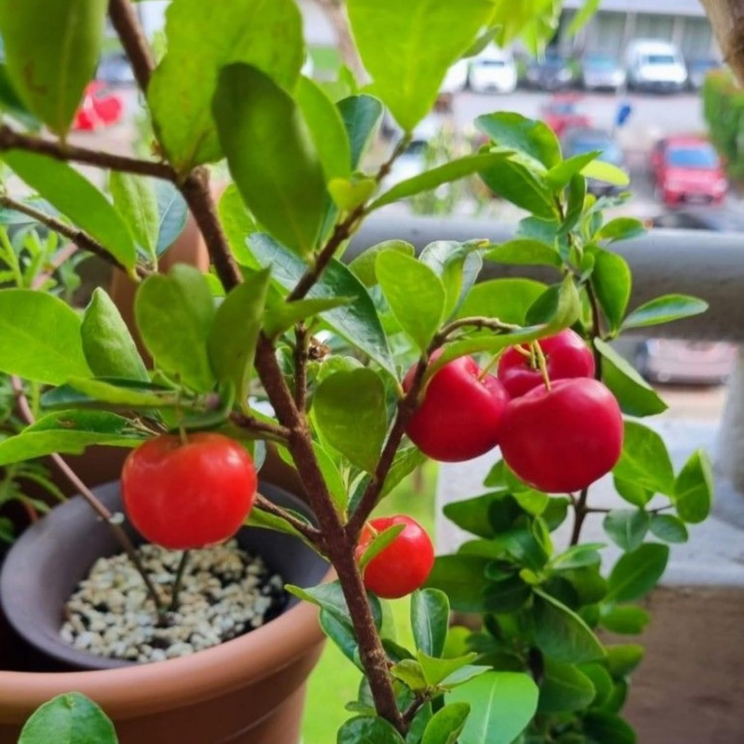 Acerola Red Cherry Seedling, Barbados Cherry Live Plant, 5-9” Tall