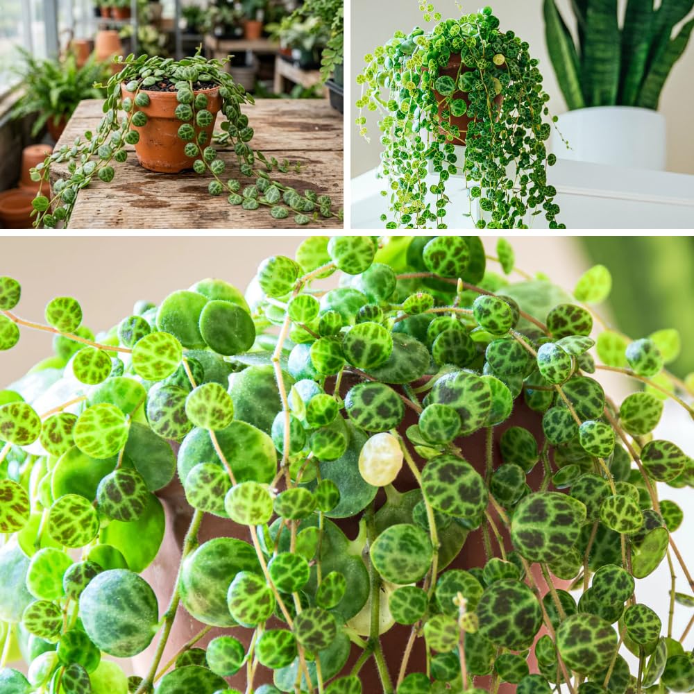 String of Turtles Live Plant 2 Inch Pot, Peperomia Trailing Houseplant, Mini Indoor Plant for Terrariums, Shelves, or Small Planters