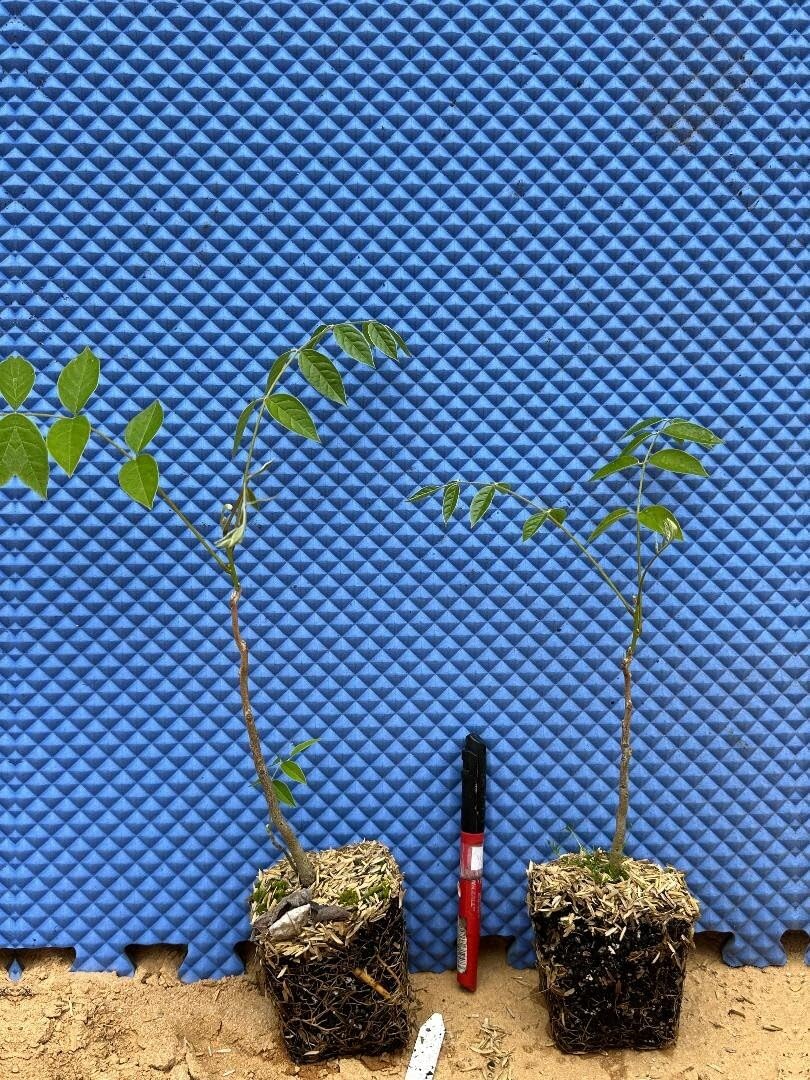 Live Plant - Blue Moon Wisteria Macrostachys TreeWell Rooted Starter Plant!