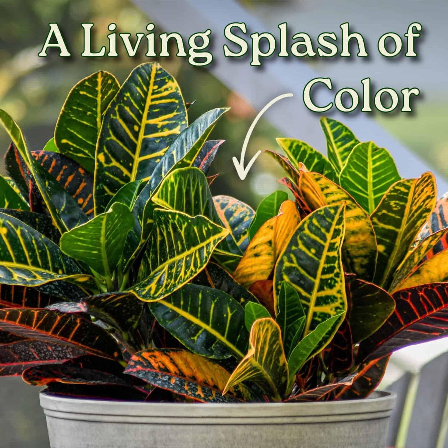 Croton Petra Plant - Tropical Foliage Plant Live - Overall Height 20" to 24" - Tropical Plants of Florida