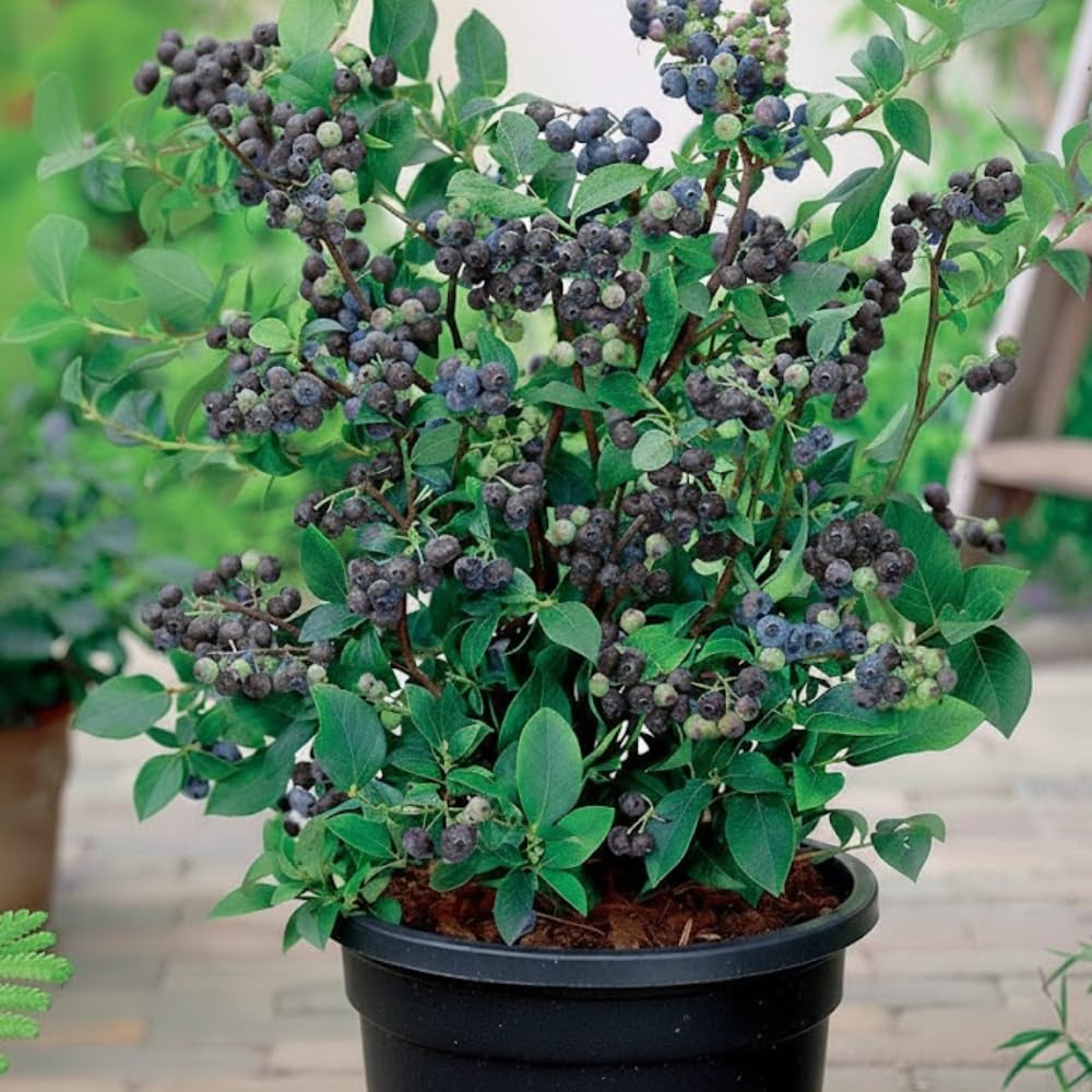 Huckleberry Plant Live in 4'' Pot, Sweet Black Huckleberry Bushes Live Plants 4-7 Inches, Outdoor Planting