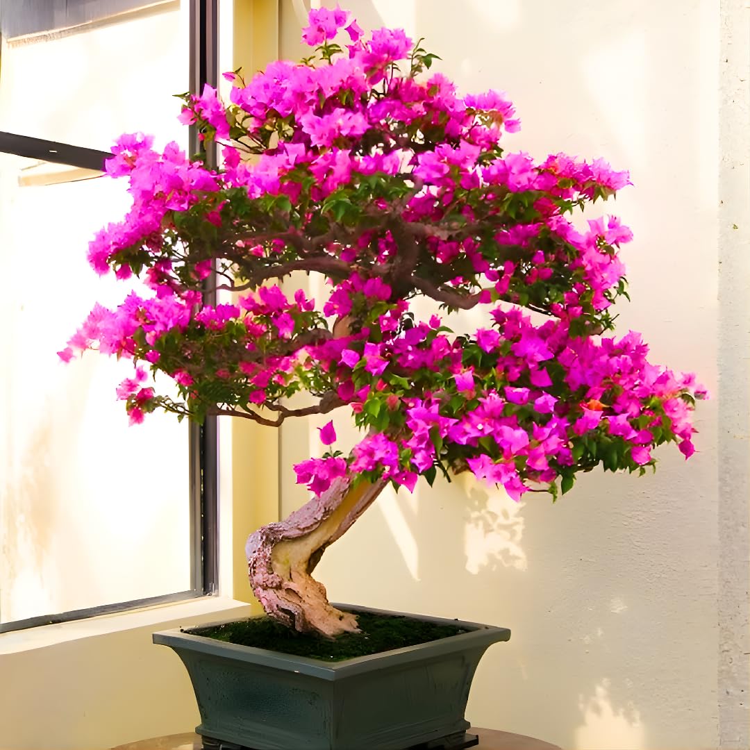 Red Purple Bougainvillea Tree Live Plant, 1 Year Old Ready to Plant Outdoor, Very Hardy