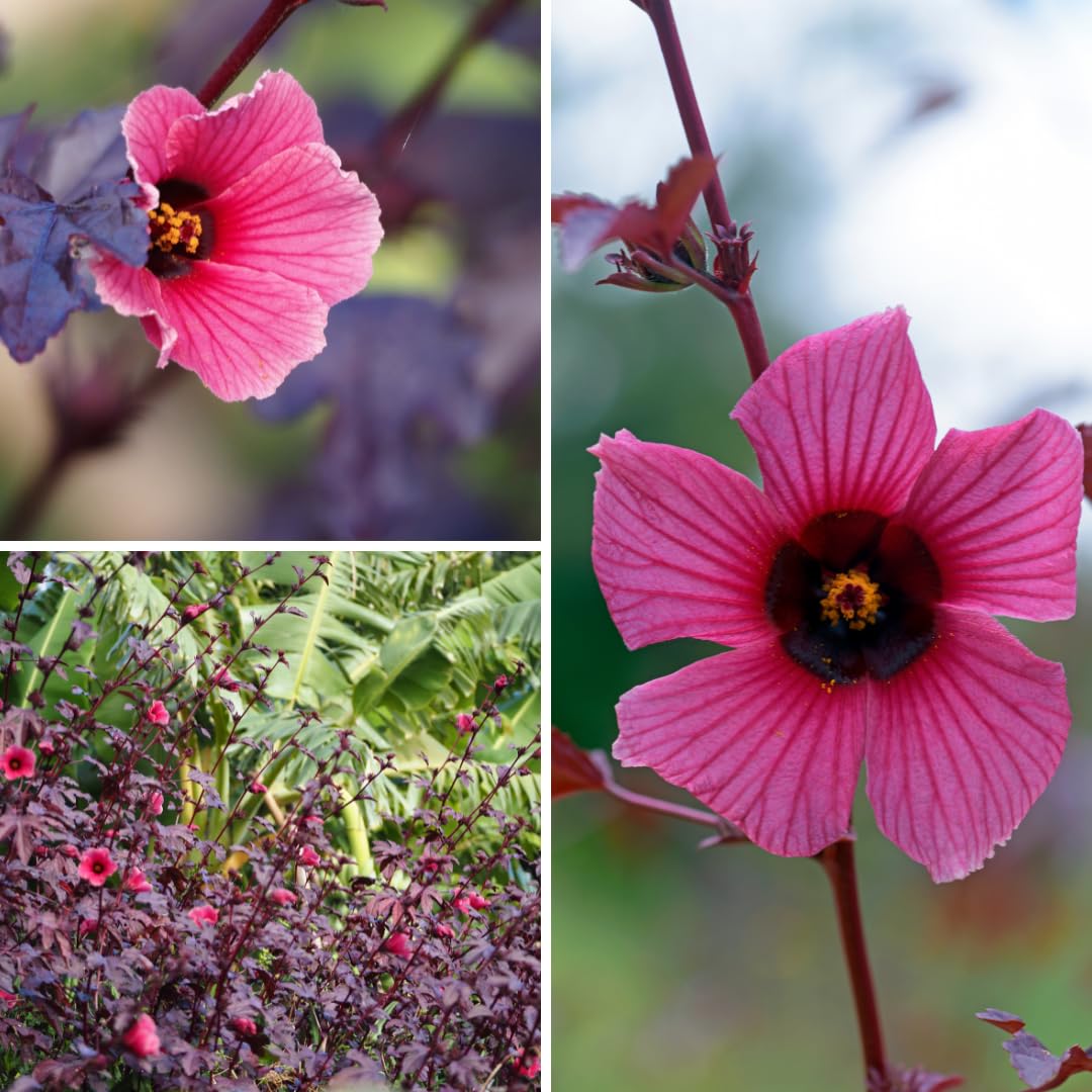 2 Live Cranberry Hibiscus Plants, Ornamental Hibiscus, 4-8 Inches Tall, Ready for Planting