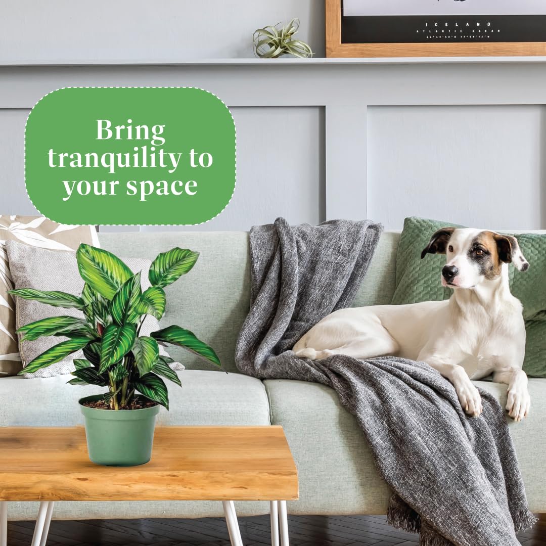 American Plant Exchange Live Calathea 'Beauty Star' – 6-Inch Pot Cover – Pet-Friendly Tropical Houseplant with Striped Green Leaves for Low Light Homes, Offices, Shelves & Indoor Décor