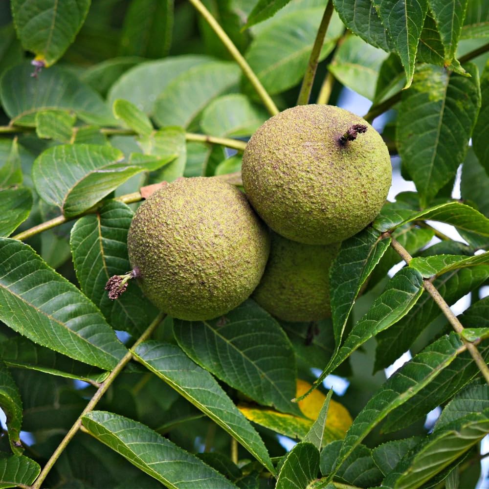 Live Black Walnut Tree, 4-Inch Potted, Cold Hardy Shade Tree for Yard or Garden, 6-12 Inch Tall