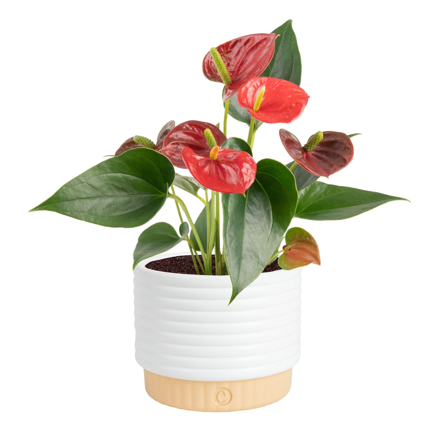 Costa Farms Anthurium, Flamingo Flower Live Plant in Decorative Pot, Air Purifying Flowering Indoor Houseplant, Home, Room, or Office Decor, House Warming or Birthday Gift, 10-14 Inches Tall