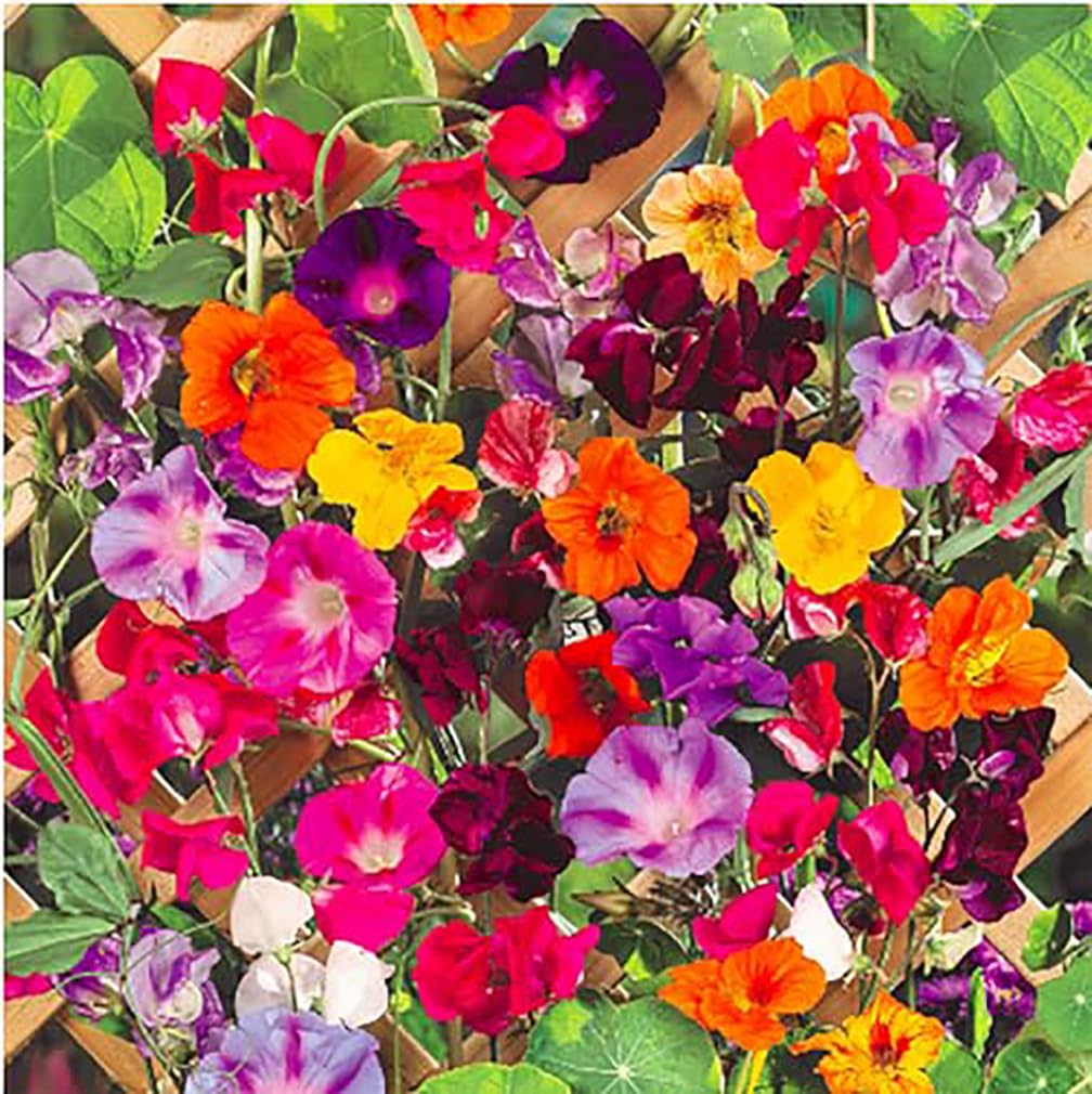 Climbing Vine Seeds for Planting – Colorful Mix of Climbing Flower Seeds: Morning Glory, Nasturtium, Black-Eyed Susan Vine, and Sweet Pea