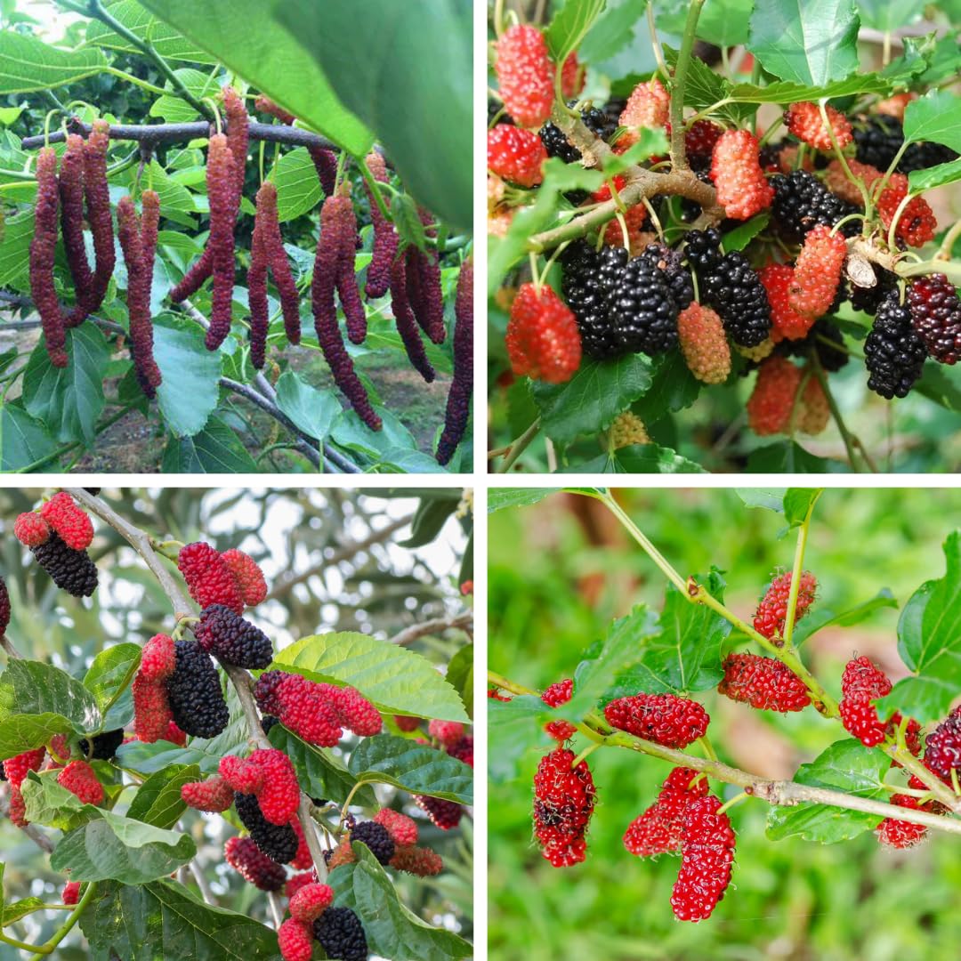 Mulberry Tree Live Plant, Mulberry Plant, Sweet and Edible Mulberries Fruit Seedlings for Patio and Garden, 6 to 8 Inches Tall (Red)