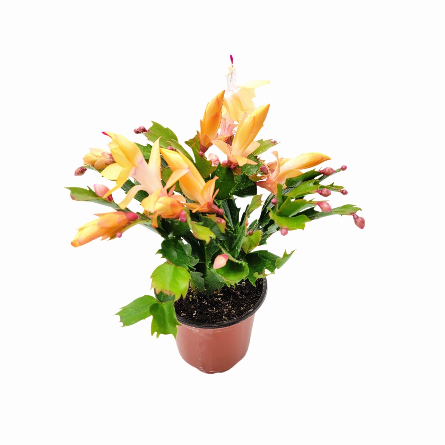 Wonderland Flora Thanksgiving Cactus, Peach Seasonal Blooms, Live Indoor Plant, Flowering Houseplant, Christmas Cactus, 4-Inch Pot, Holiday Decor, Pet Safe, Free Heat Pack