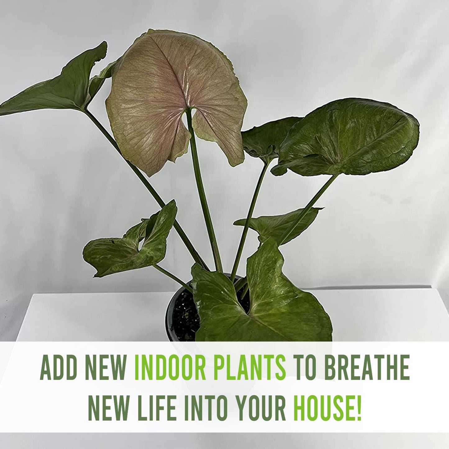 LEAL PLANTS ECUADOR Syngonium Mango Allusion (Pack of 2)| Rare Variegated Elephant Ear Houseplants | Tropical Syngonium Live Plants | Unique Variegated Foliage Indoor Plants for Home Decor