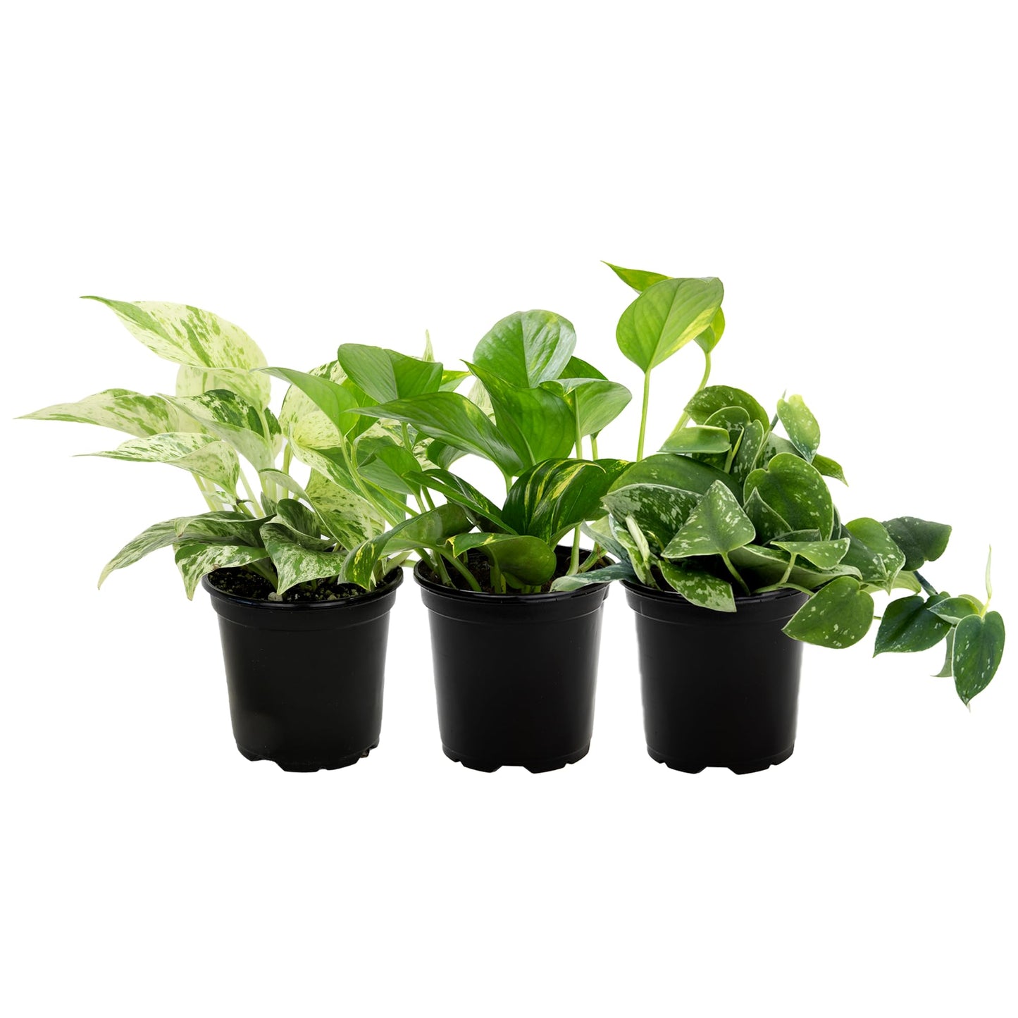 Live Pothos Plants (3PK) Indoor Plants Live Houseplants Mix Pack, Pothos Live Plant Box, Epipremnum Aureum, House Plants Indoors Live Plants, Real Plant Decor, Devils Ivy Vine by Plants for Pets