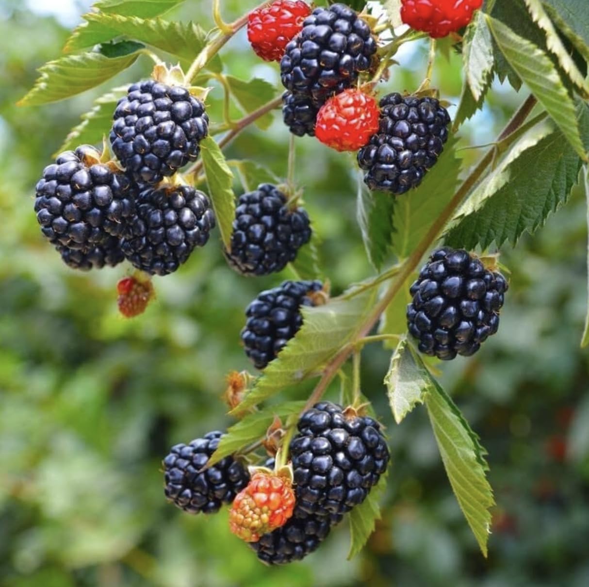 Arapaho BlackBerry Plants - Pack of 2 (Two) - Rare Thornless Black Berry Plants for Planting - 4-6 inch Starter Plants - Fruit Tree Live Plant