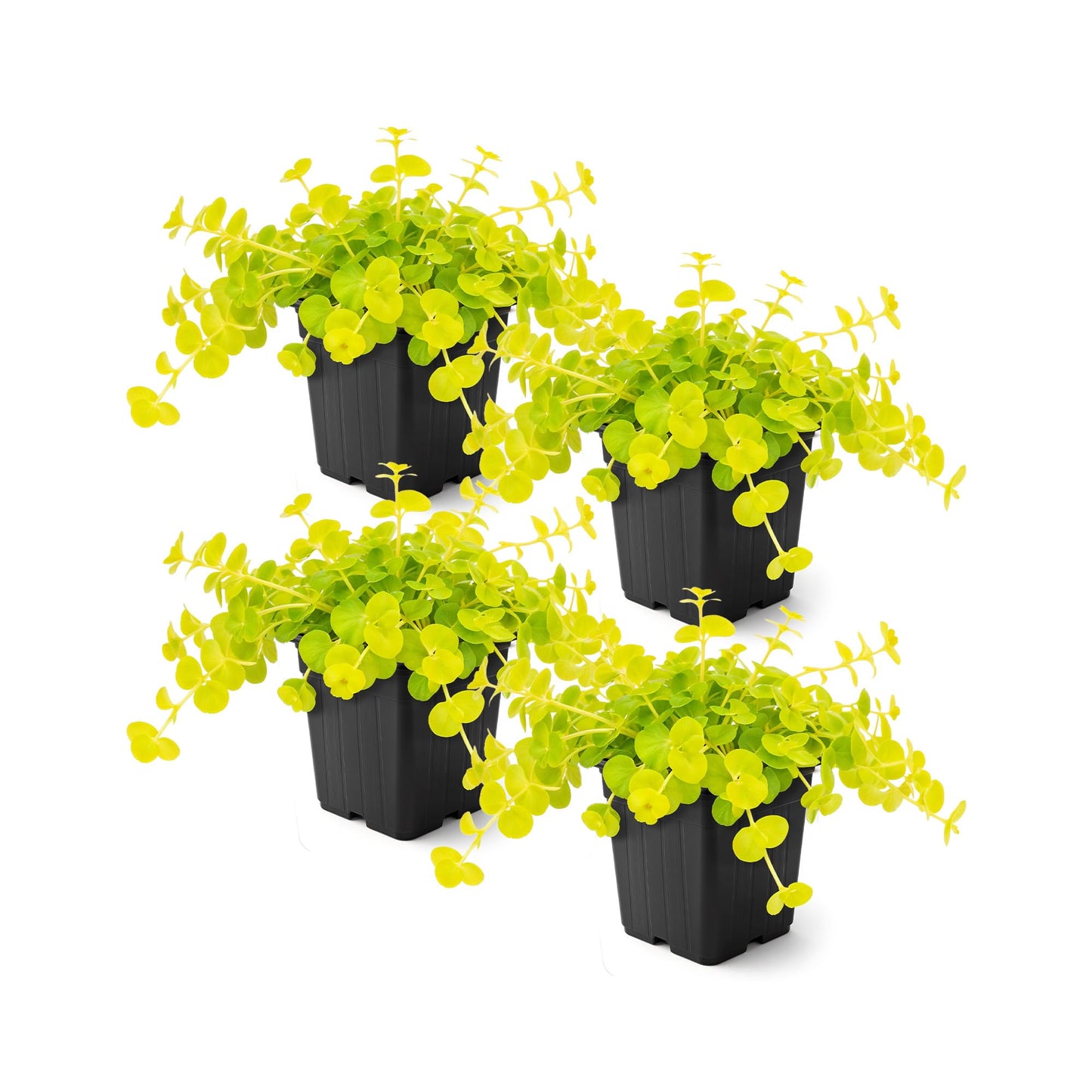 Creeping Jenny Live Plant (Lysimachia nummularia) - 4 Plants Per Pack - Healthy Trailing Perennial - Beautiful Accent Plant - 6" Tall by 4" Wide in 1 Pt Pot