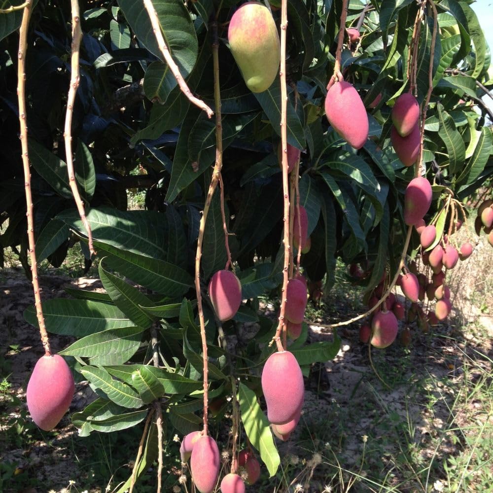 Red Green Mango Plant Live 2-3 ft, Mango Tree 3 Gallon Pot, Fresh Sweet Mango Fruit Plant for Your Garden, No Ship to CA