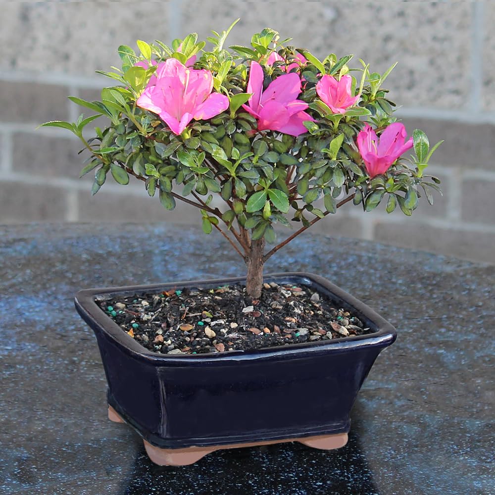 Brussel's Bonsai - Live Satsuki Azalea Flowering Bonsai Tree in Ceramic Bonsai Pot, Outdoor Bonsai Tree Live Plant, 5 Years Old, 5-8 Inches Tall, Easy Care Plant for Patio Garden (Small)