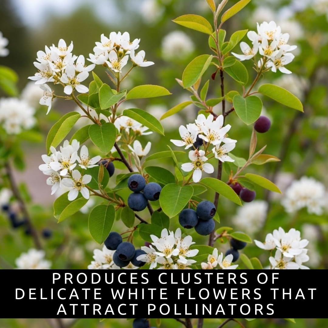 2 Downy Serviceberry Bush Plants for Growing - (Amelanchier arborea) Juneberry Bushes (2 Seedlings) - Hardy Edible Berry Shrubs for Backyard Gardens, Pollinator-Friendly, White Flowers