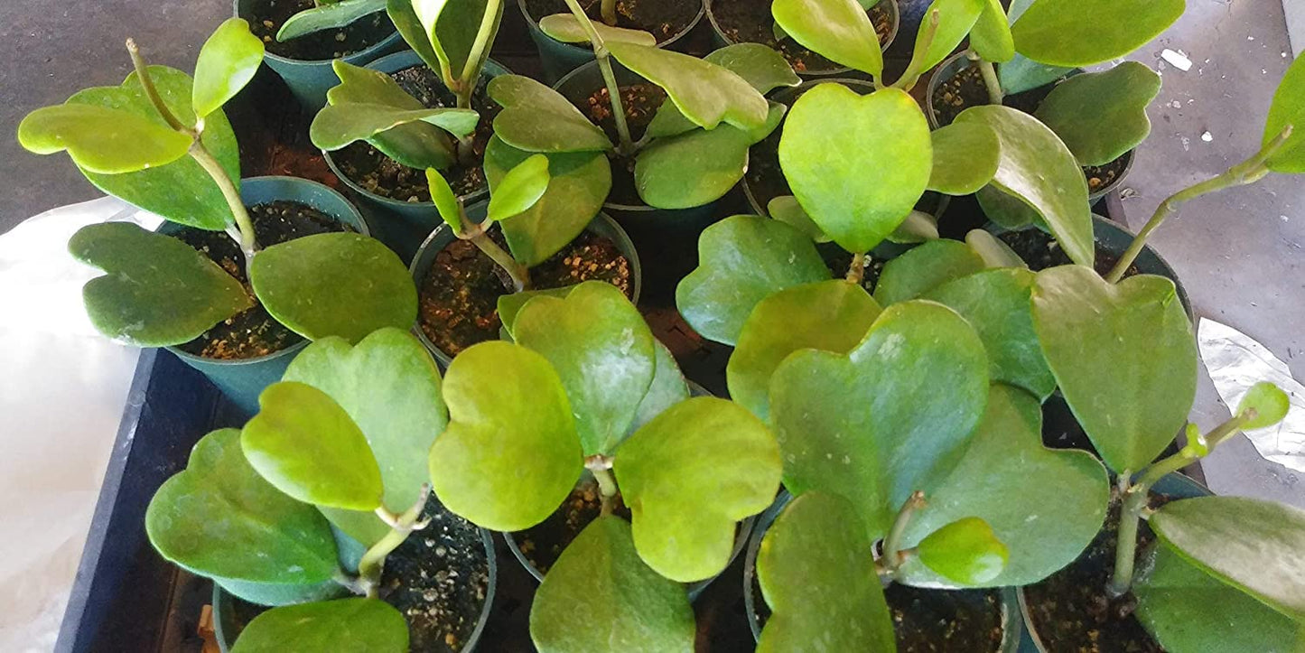 Green Hoya Kerrii Heart / Original Sweetheart Plant / Heart Shaped Succulent with Ceramic Pot / Saucer