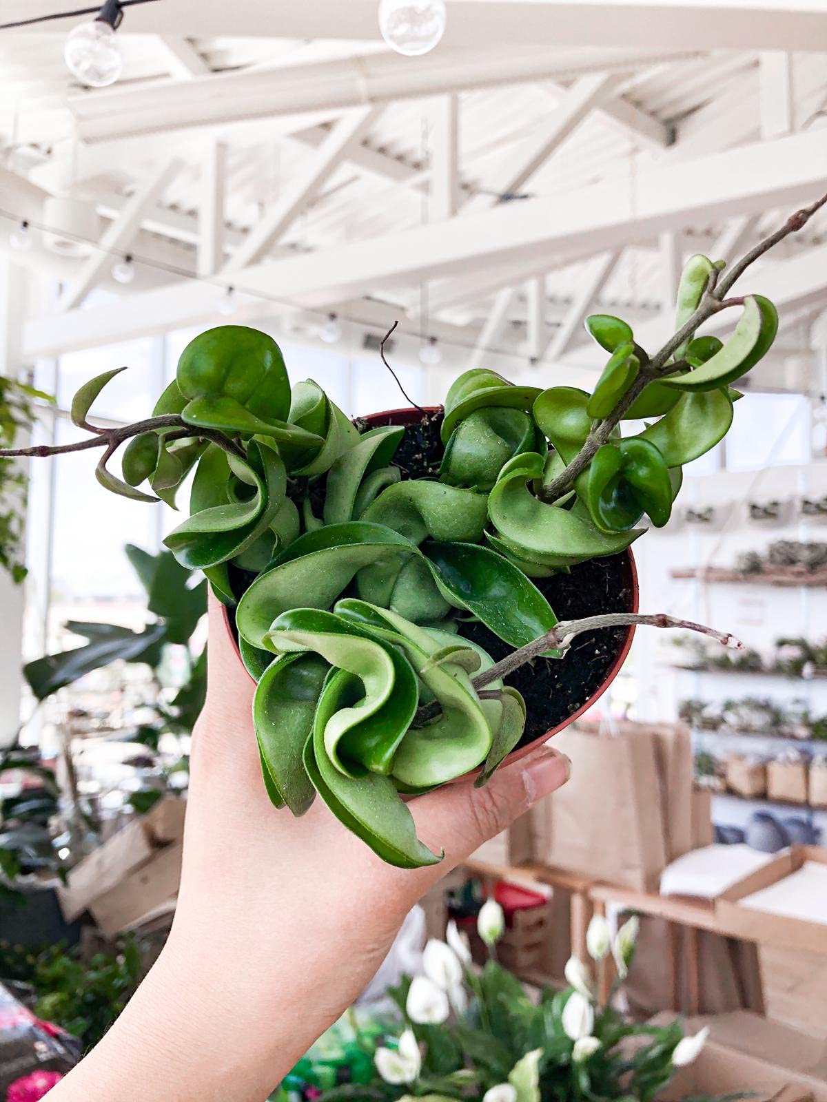 Hoya Hindu Rope Plant - Live Plant in a 2 Inch Pot - Hoya Carnosa 'Compacta - Indoor Houseplants Straight from The Nursery