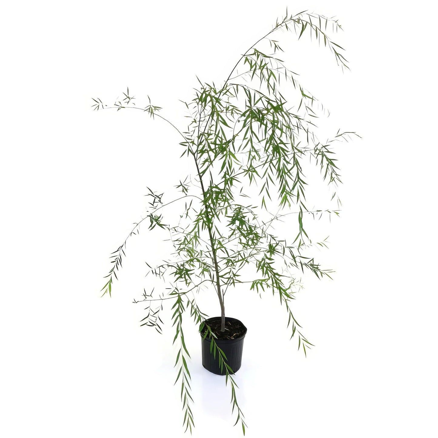 Weeping Willow Live Deciduous Shade Tree w/Graceful Draping Branches Grow Up to 50 ft in 3 Gal Grower Pot – Outdoor Landscape Tree for Yards & Gardens, Full Sun to Part Shade, Zones 6–8, 1-Pack
