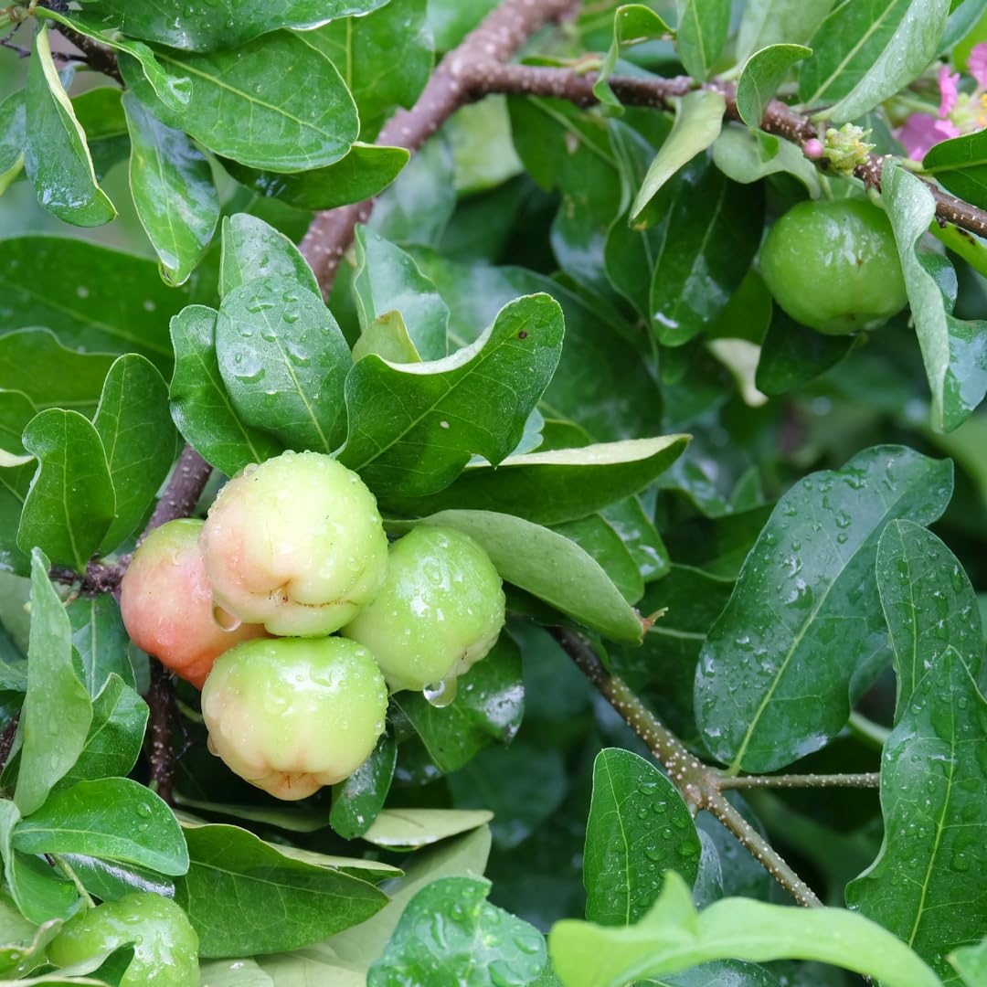 Set of 2 Live Barbados Cherry Tree Plant, Acerola Red Cherry Tree, Tropical Fruit Plant, 4-8 Inches Tall, Ready for Growing