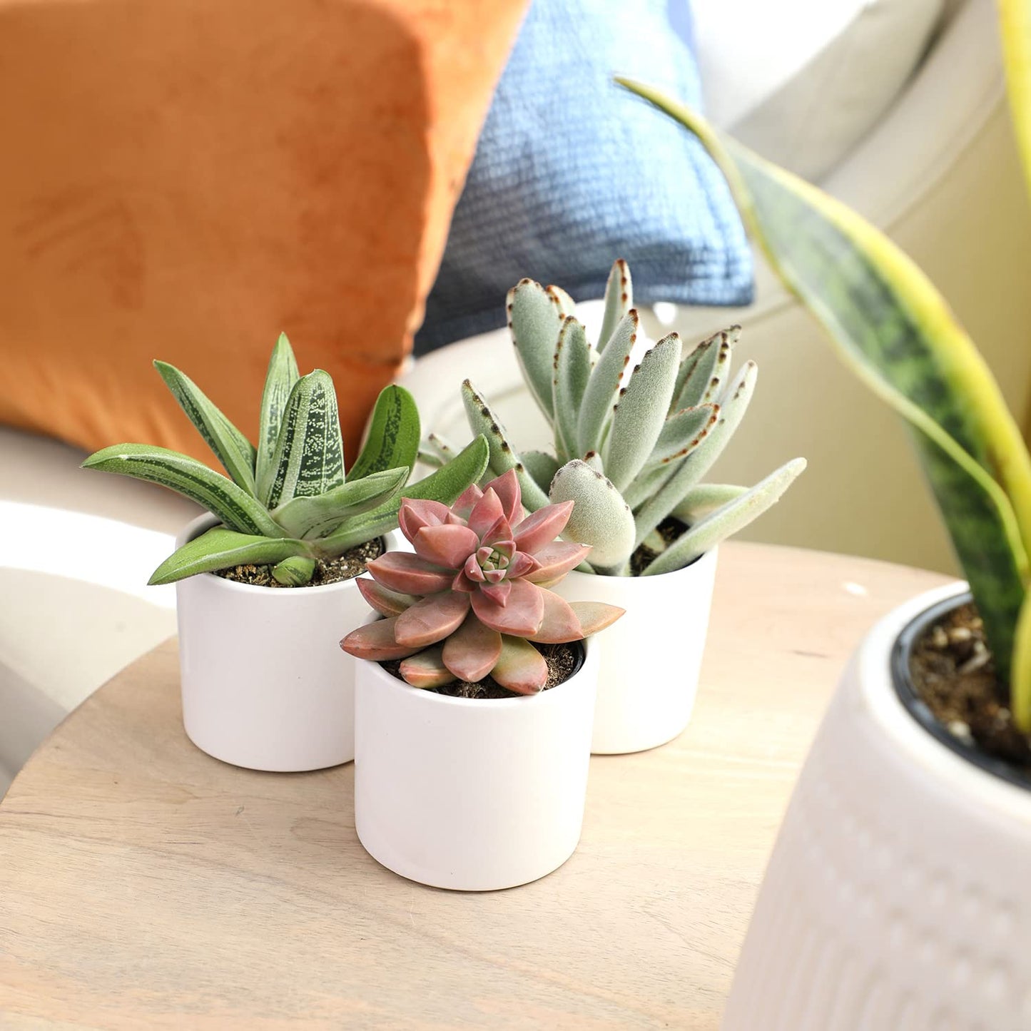 Plants for Pets Succulents (3 PK), Live Succulent Plants in White Pots, Mini Succulents Plants, Unique Gardening Gifts for Plant Lovers