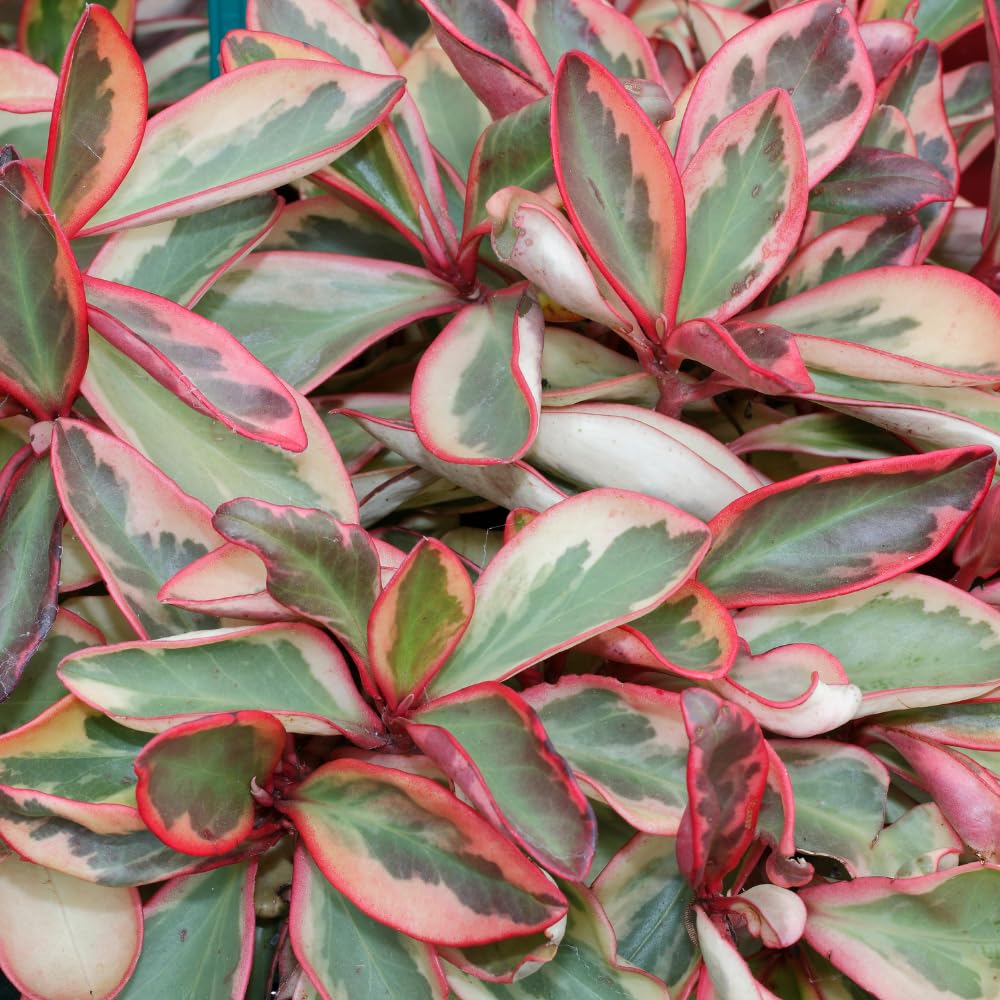 Peperomia Plant Live, Peperomia Live in 3.5 Inches Pot, Tropical Houseplant for Indoor Planting, Compact Plant for Home Office Decor, 4 to 6 Inches Tall (Peperomia Rainbow)