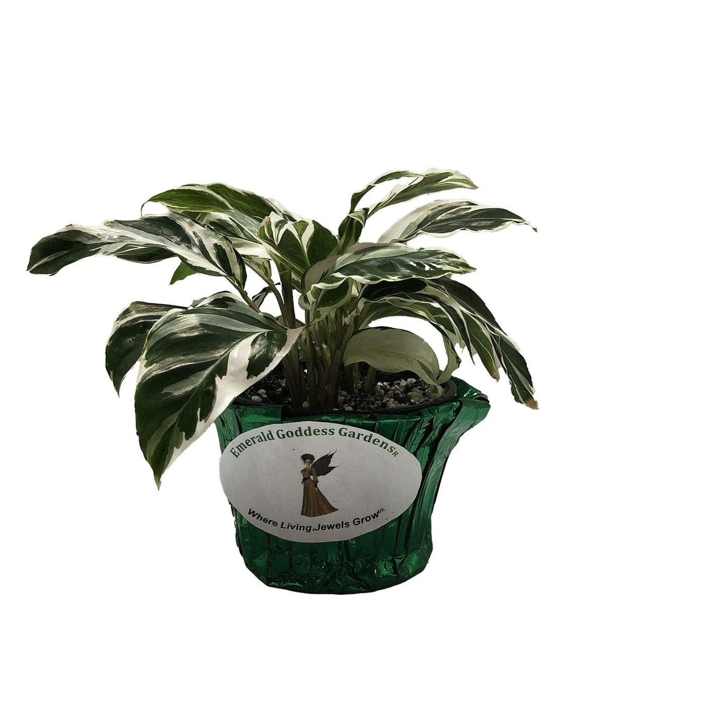 Fusion Prayer Plant - Calathea Hybrid - Variegated Green White Purple Leaf - Emerald Goddess Gardens - Starter Sz 4 Inch Pot