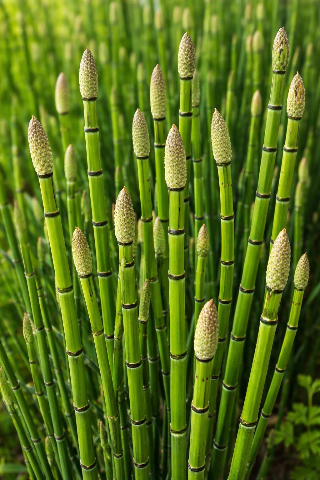 Horsetail Plant Cuttings (Equisetum Hyemale) – Live Starts for Ponds & Wet Areas – Hardy Perennial, Easy to Grow – Natural Privacy & Water Garden Plant (12 Cuttings)