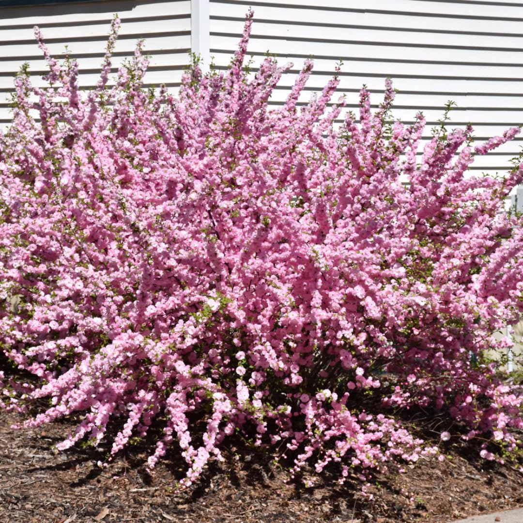 Pink Flowering Almond Trees Live Plants Shrubs Dormant in Pot, Spring Planting, 8 Months Old Flowering Plum Bushes, Ornamental and Fragrant Pink Blossoms