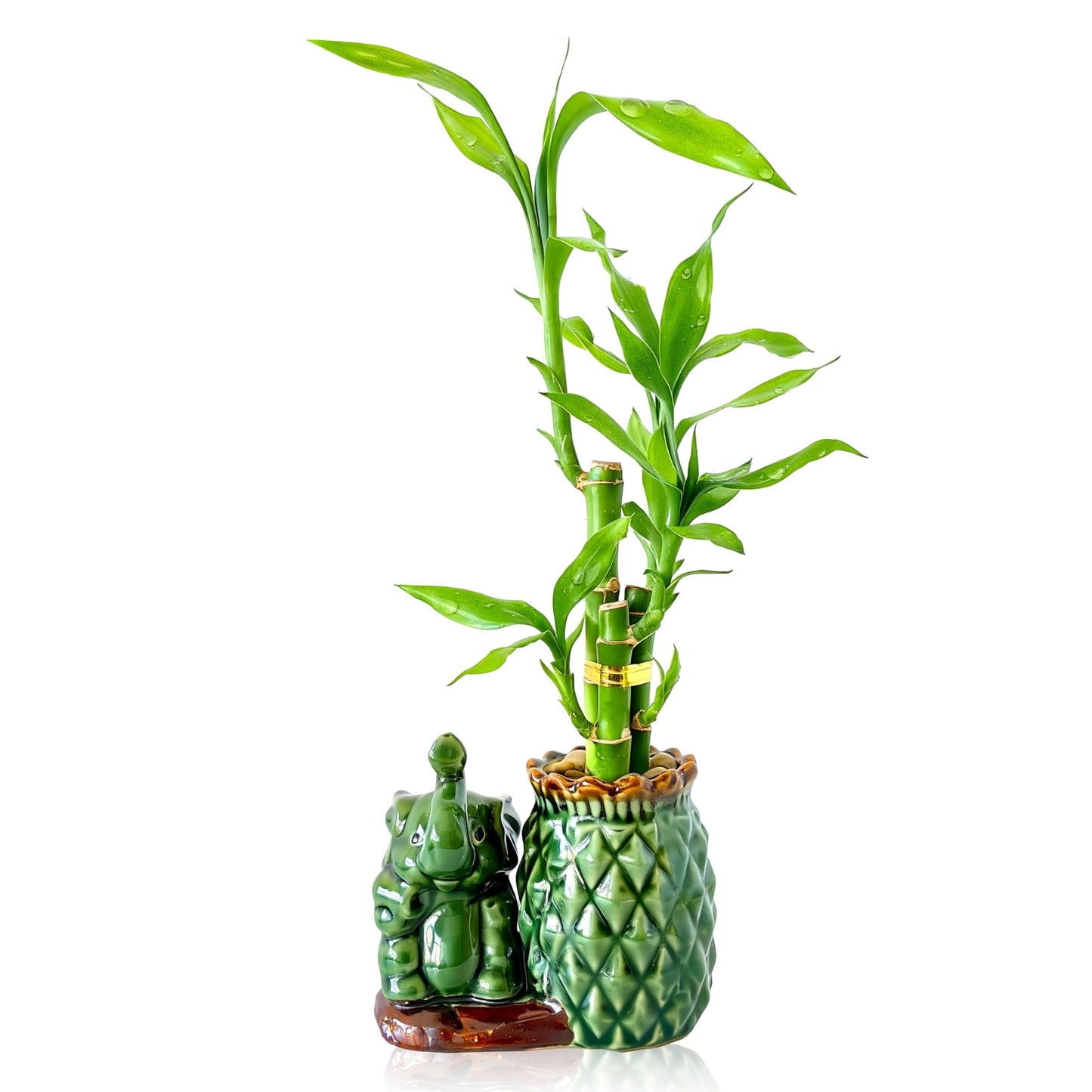 Yagaliga Lucky Bamboo 3-Stalk (2×6″ + 1×8″) Live Indoor Plant Set – Elephant & Pineapple Ceramic Pot with Pebble Bag