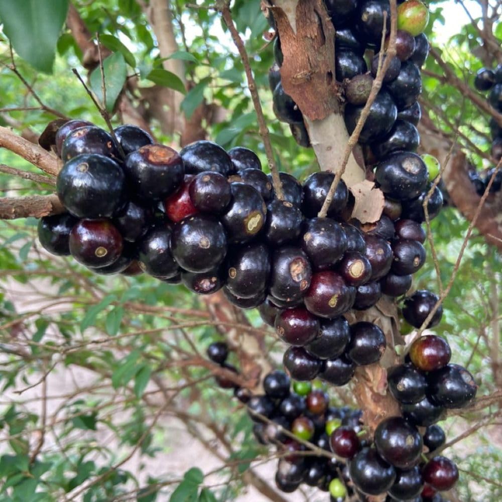 Black Jaboticaba Tree Live Plant 2-3" Tall, Grape Jaboticaba Trees 3 Gallon Pot, Hardy Jabuticaba Tree for Indoor or Outdoor Growing, No Ship to CA